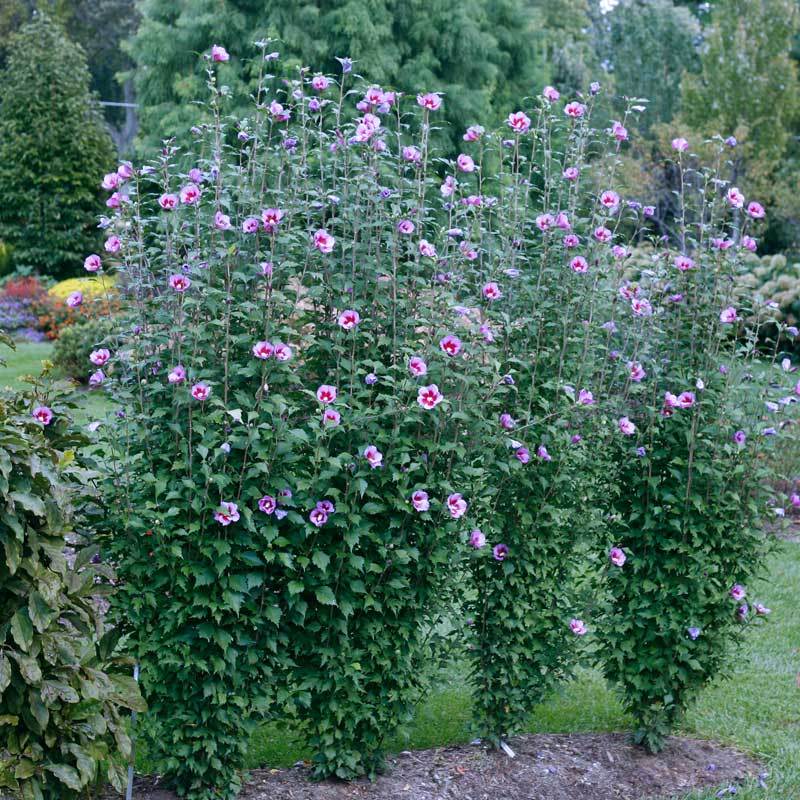 Row of Purple Pillar rose of Sharon flowers