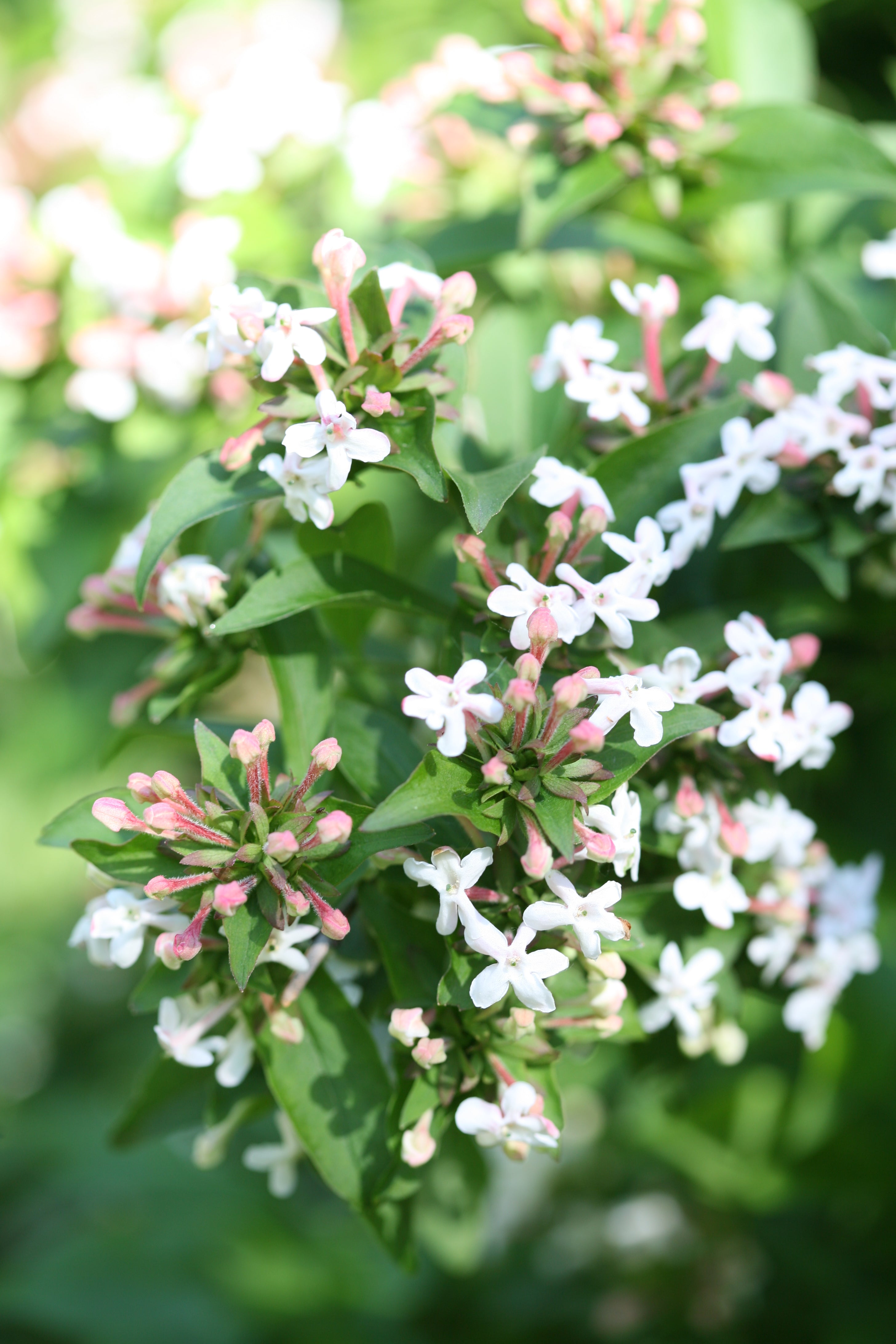 Abelia Sweet Emotion is hardy to zone 4