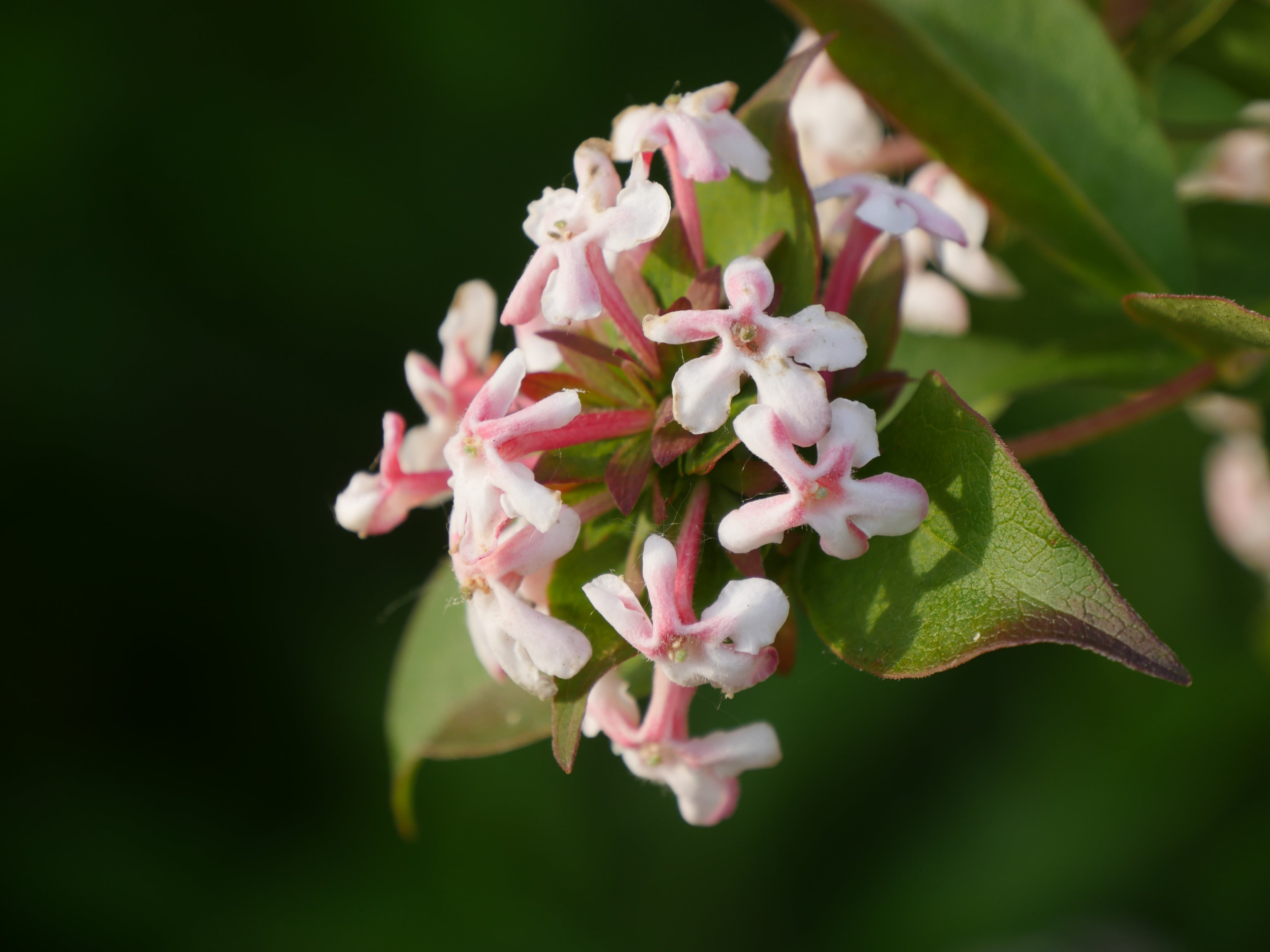 Abelia Sweet Emotion flowers are particularly attractive to swallowtail butterflies