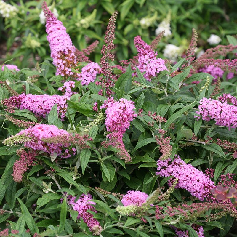 Buddleia Pugster Pinker has gigantic pink flowers