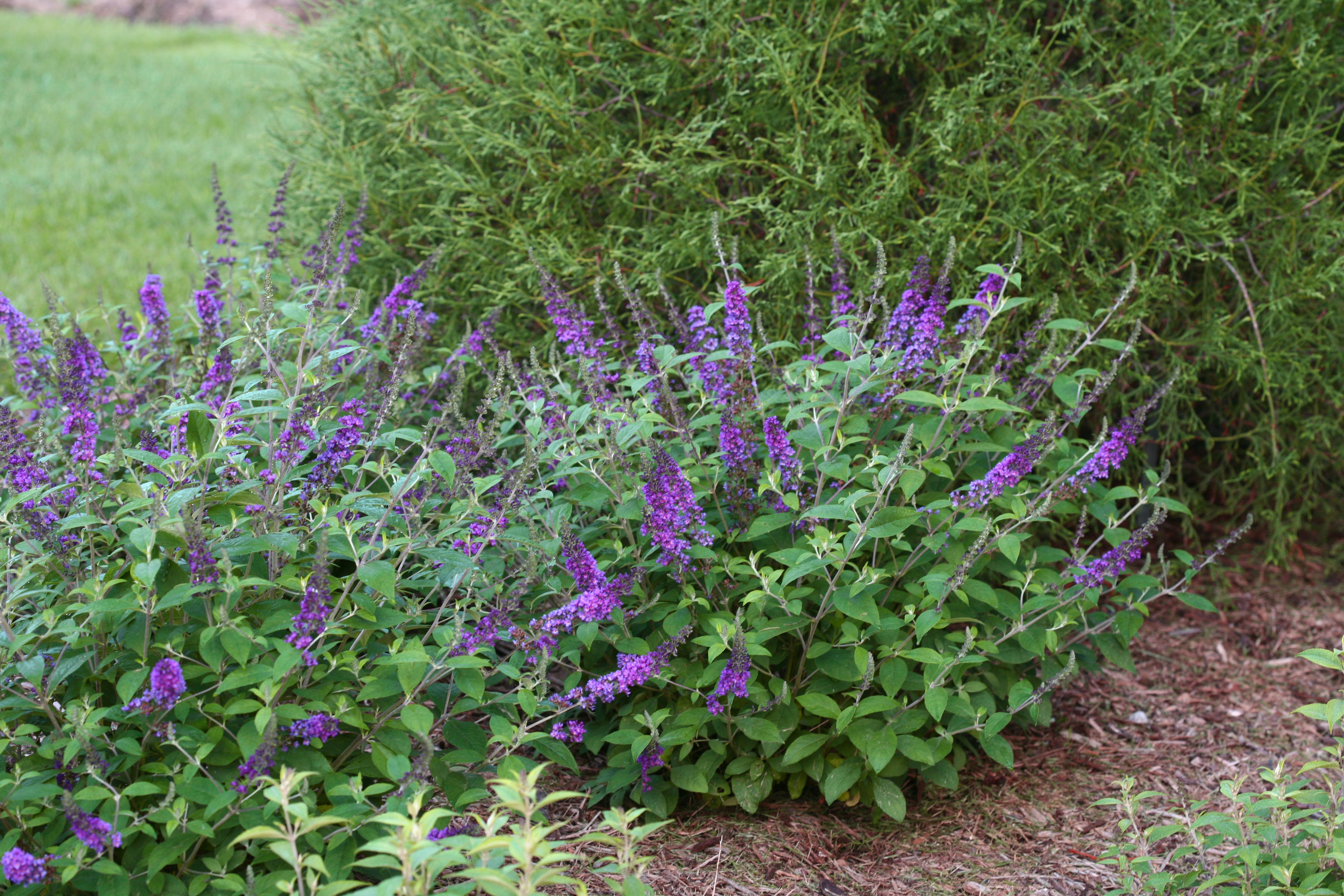 Three Lo and Behold Blue Chip Junior buddleia blooming in a landscape with an arborvitae