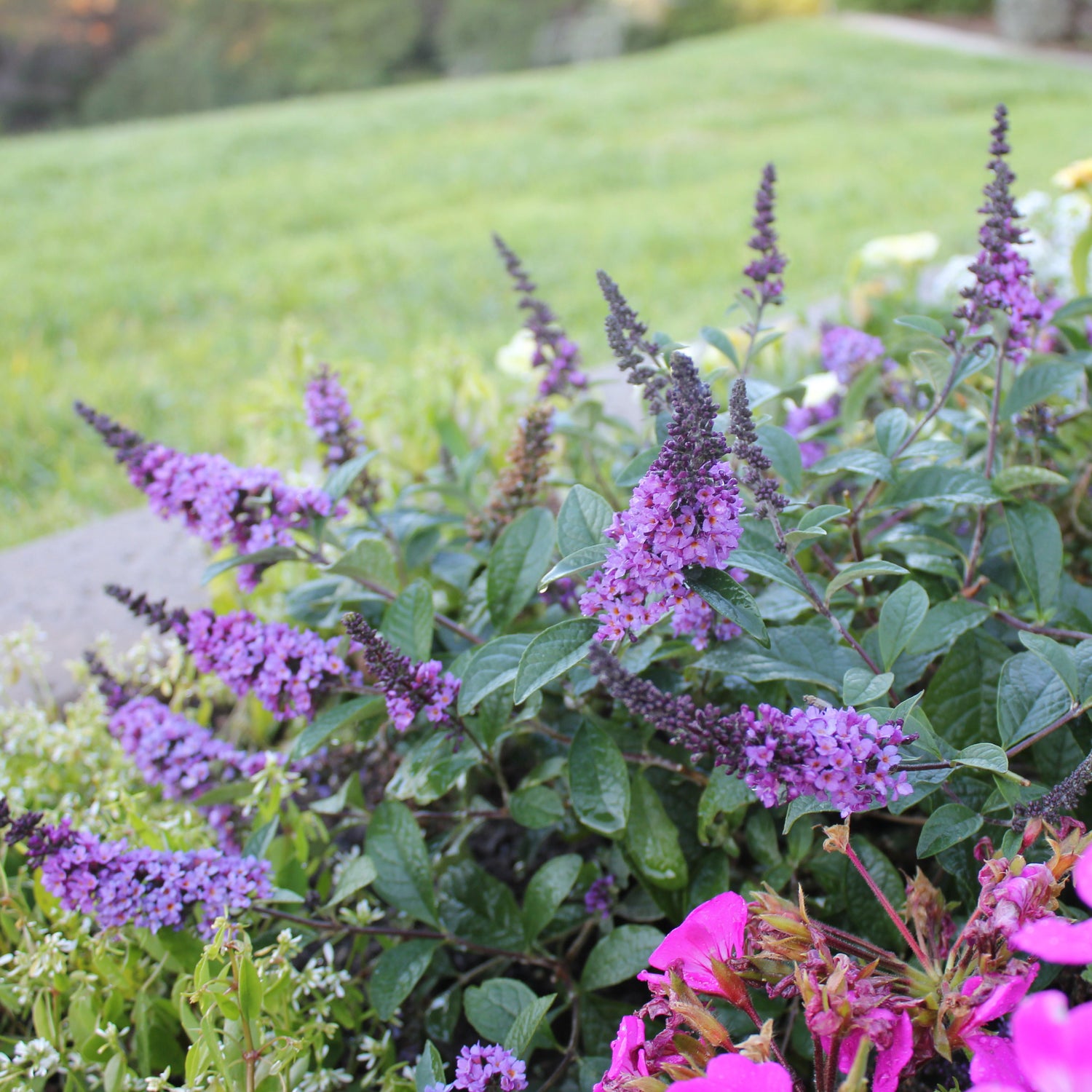 Lo and Behold Blue Chip Junior butterfly bush surrounded by pink flowers in a garden