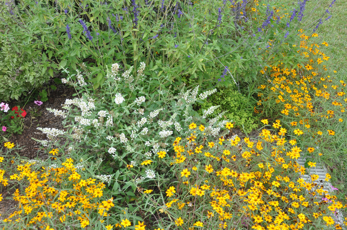 Lo & Behold Ice Chip butterfly bush surrounded by yellow flowers