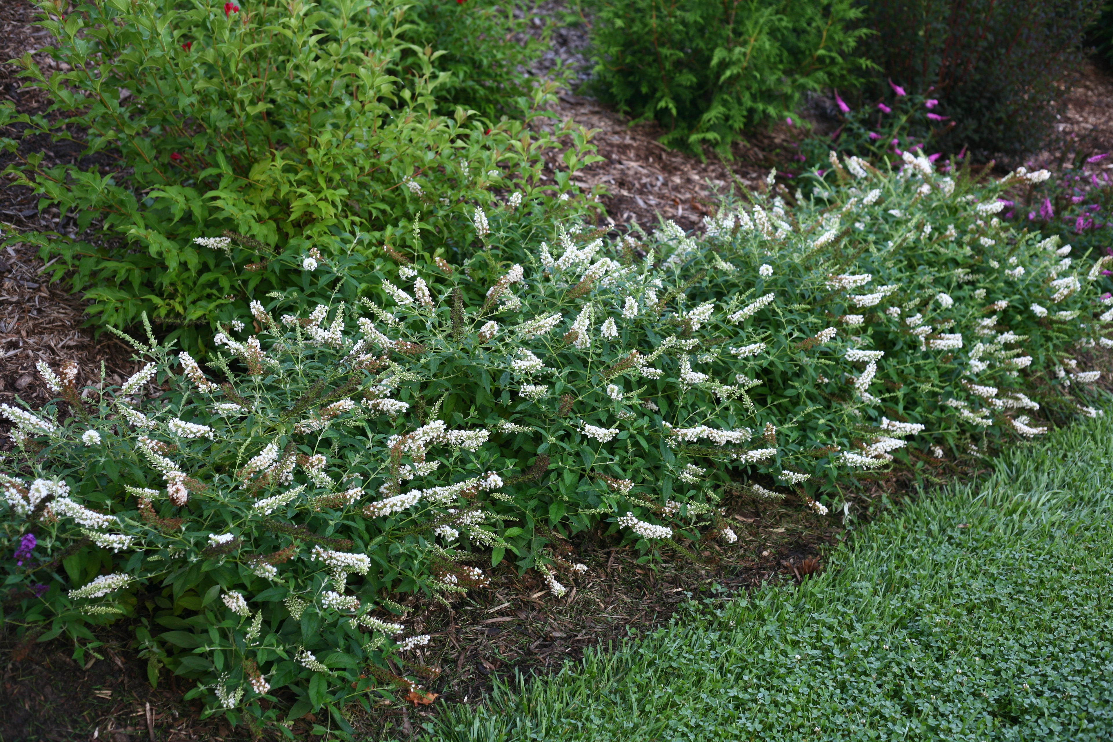 Three Ice Chip butterfly bush plants blooming with white flower spikes