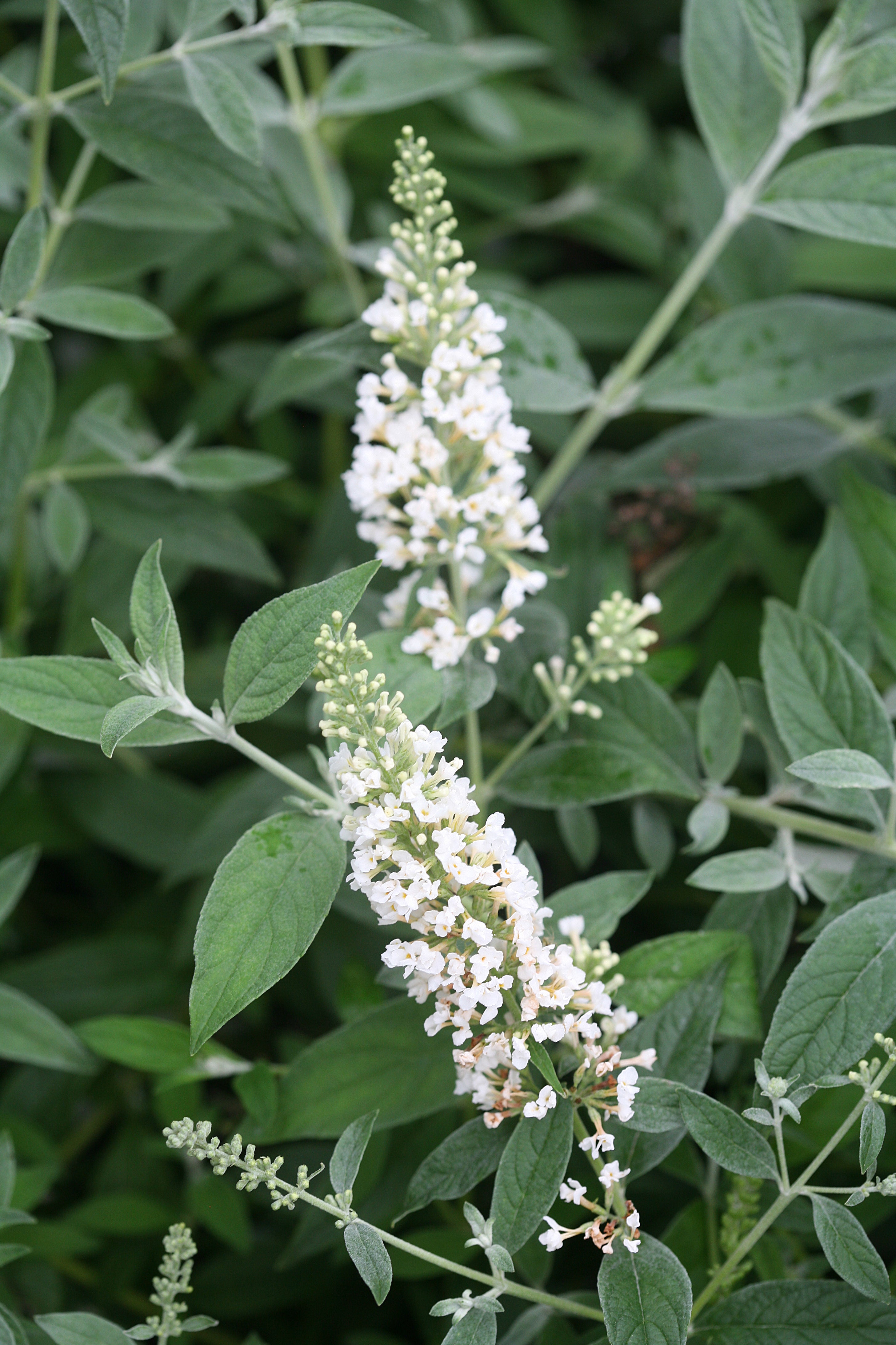 Closeup on the white flower spikes of Lo and Behold Ice Chip buddleia