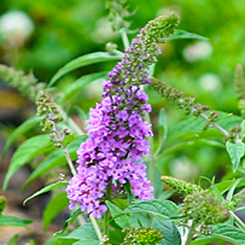 Closeup of a single purple flower spike of Lo and Behold Lilac Chip butterfly bush
