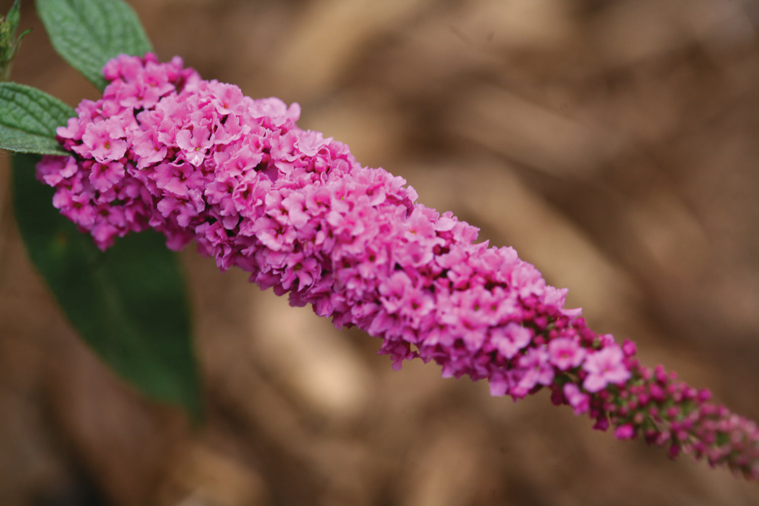 Buddleia Lo & Behold Pink Micro Chip has pink blooms that attract butterflies and hummingbirds