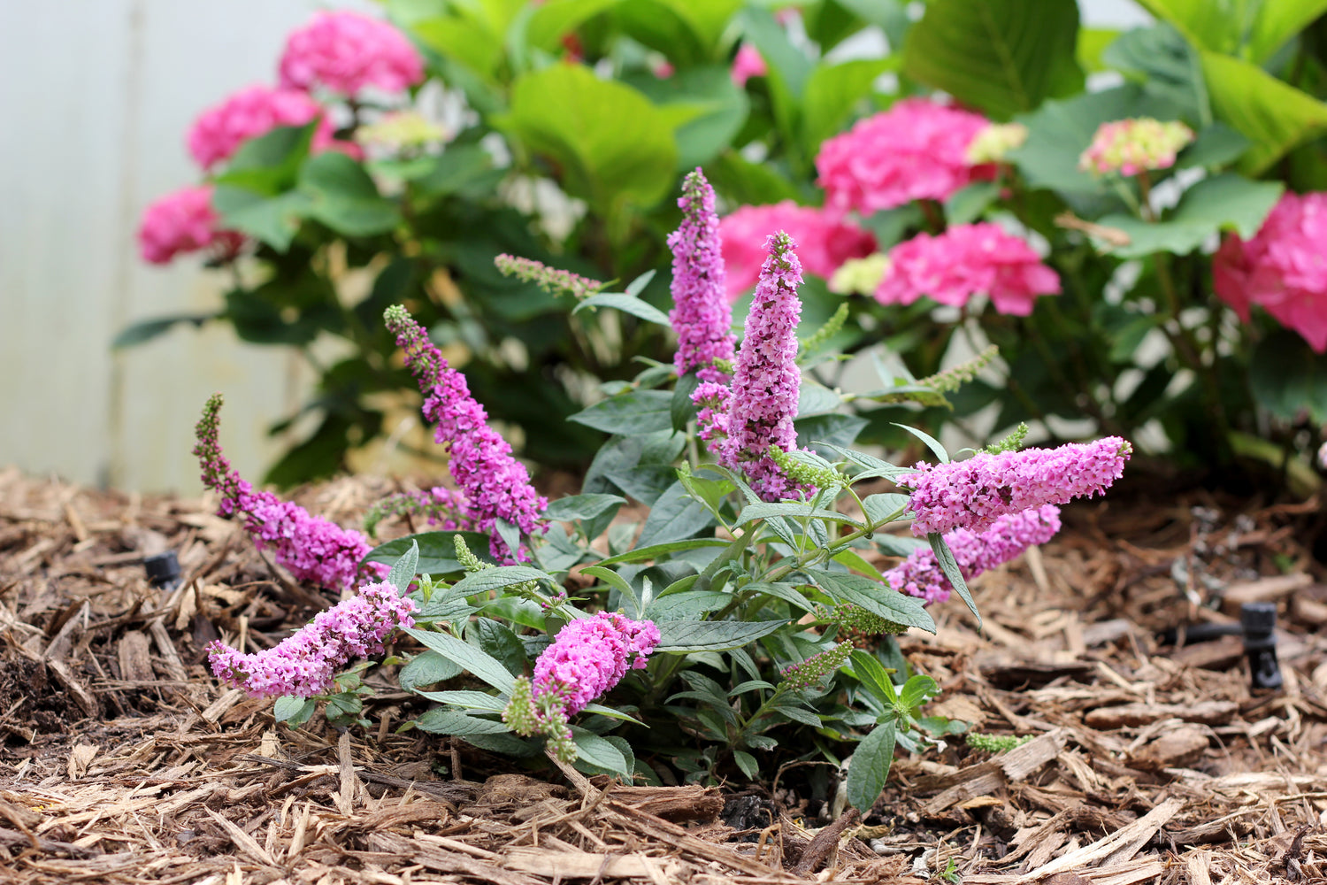 Buddleia Lo & Behold Pink Micro Chip with Hydrangea in the background