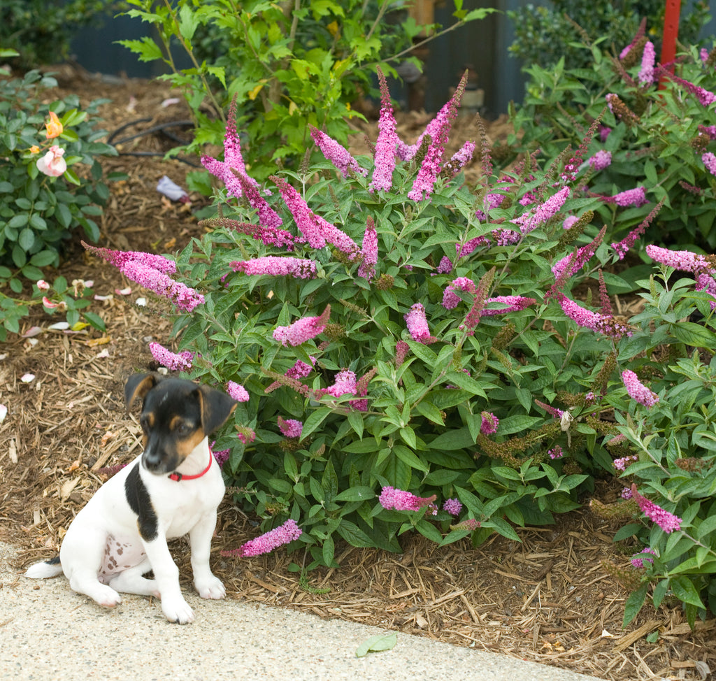 Buddleia Lo & Behold Pink Micro Chip next to a walkway with a small dog