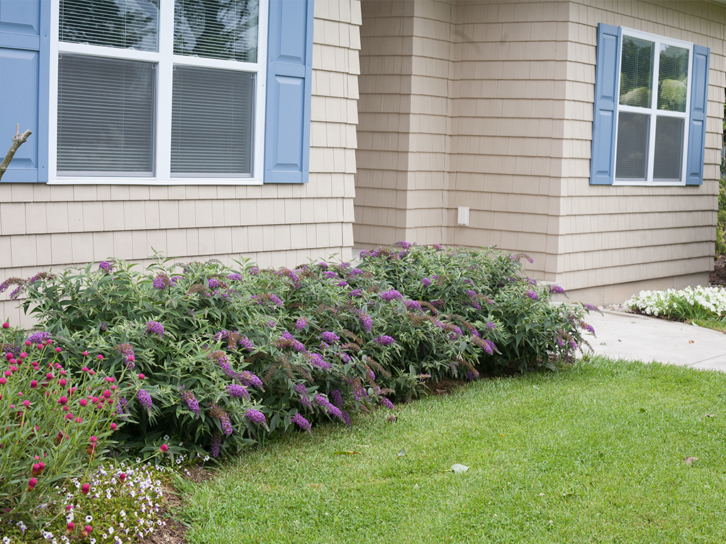 Buddleia Lo &amp; Behold planted near a house entrance below windows