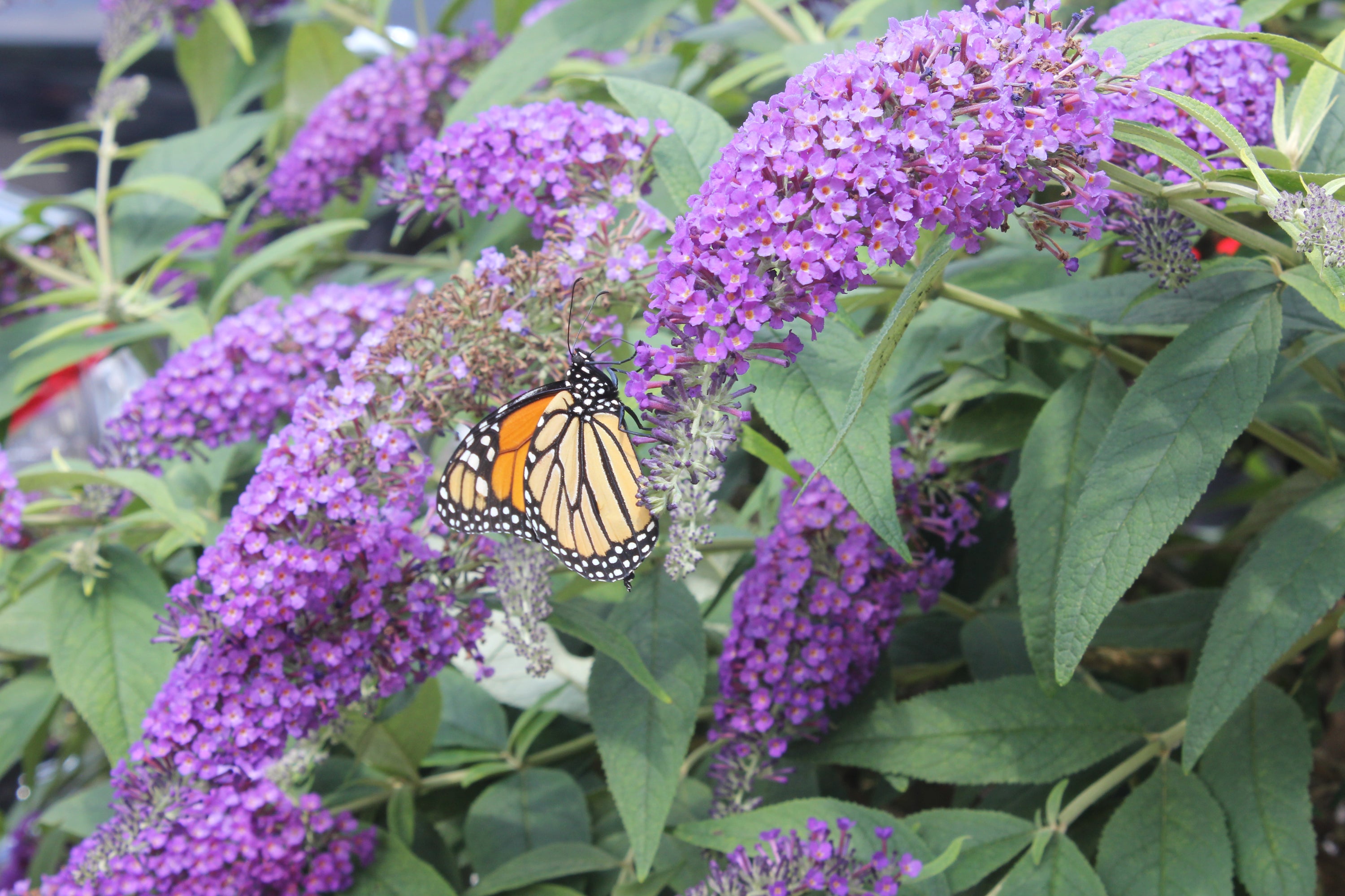 Buddleia Lo & Behold Purple Haze attracts pollinators in droves