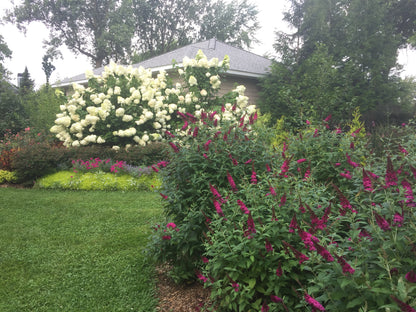 Three Miss Molly butterfly bushes blooming next to green grass in a landscape.