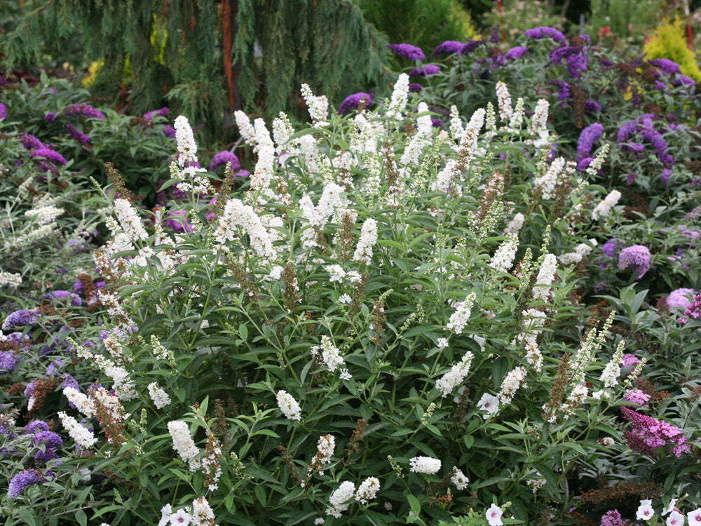 Buddleia Miss Pearl has crisp white flowers