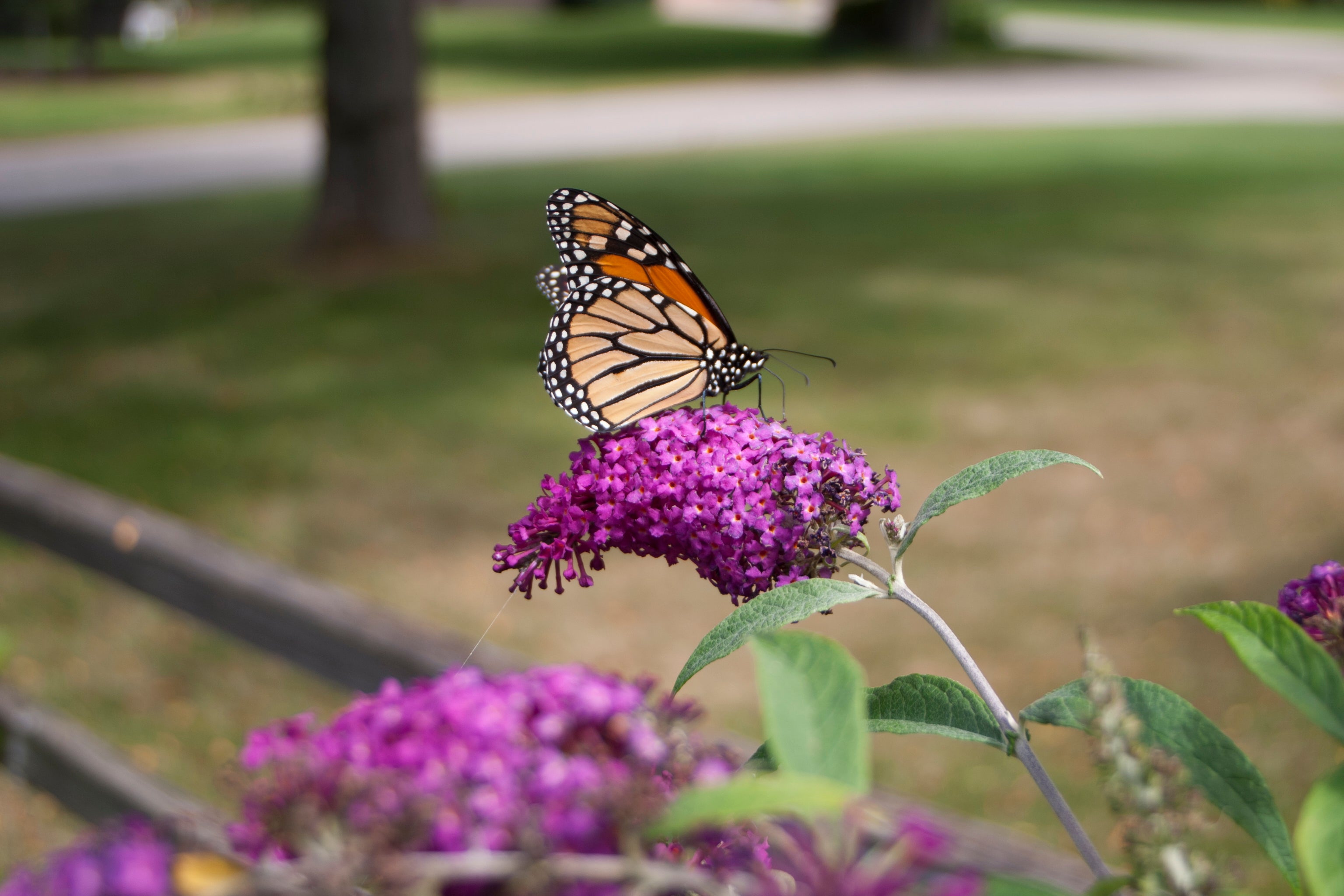 Buddleia Miss Ruby attracts butterflies