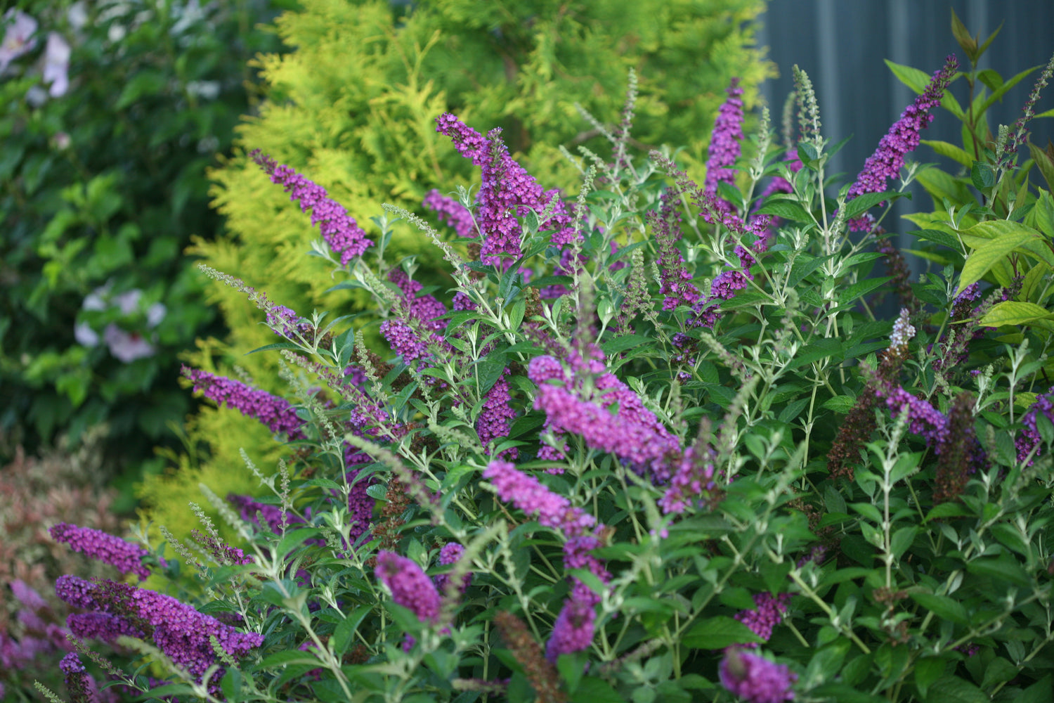 Buddleia Miss Violet has bright purple flower spikes