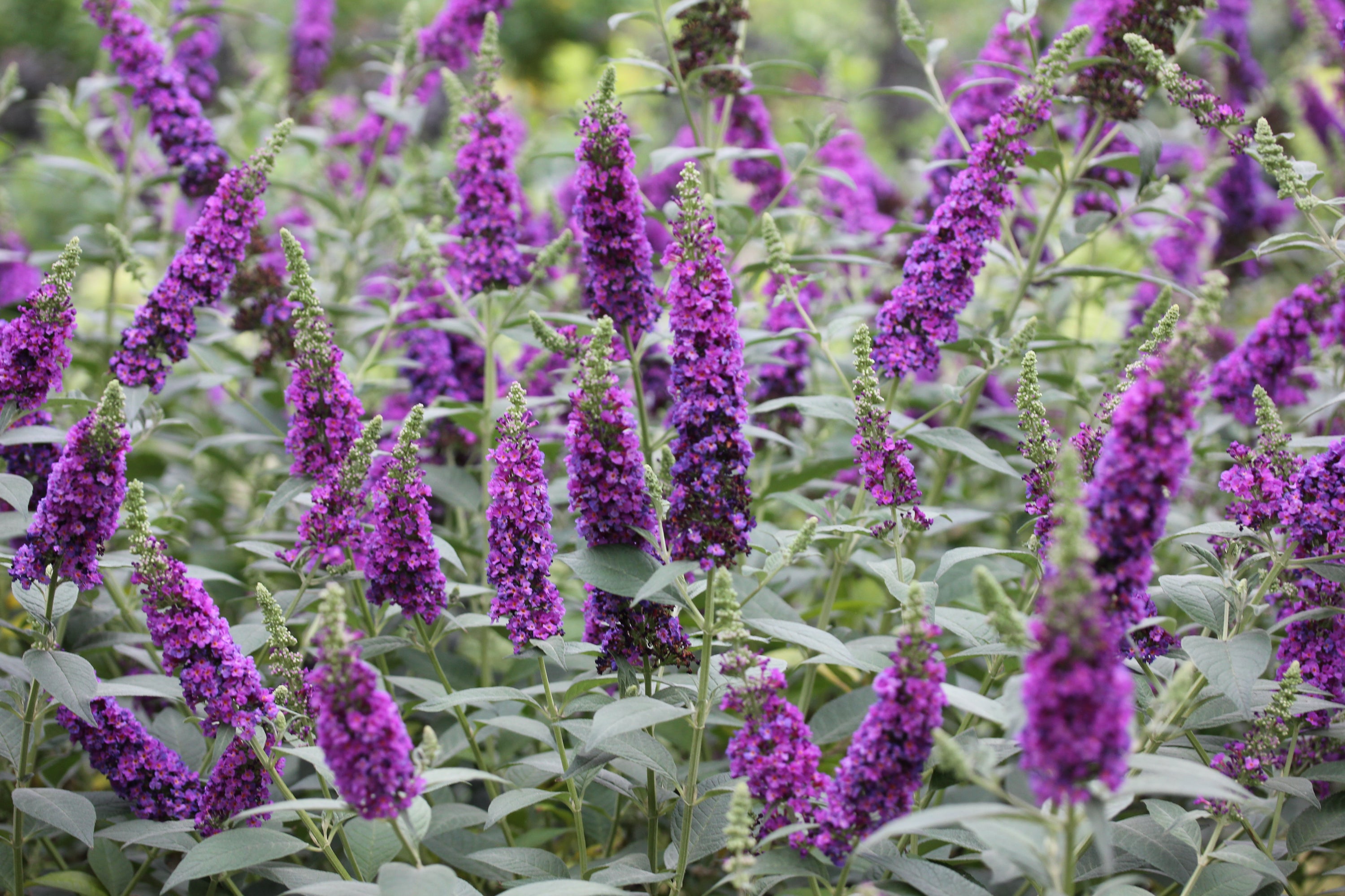 Miss Violet Butterfly bush attracts many kinds of butterflies and moths