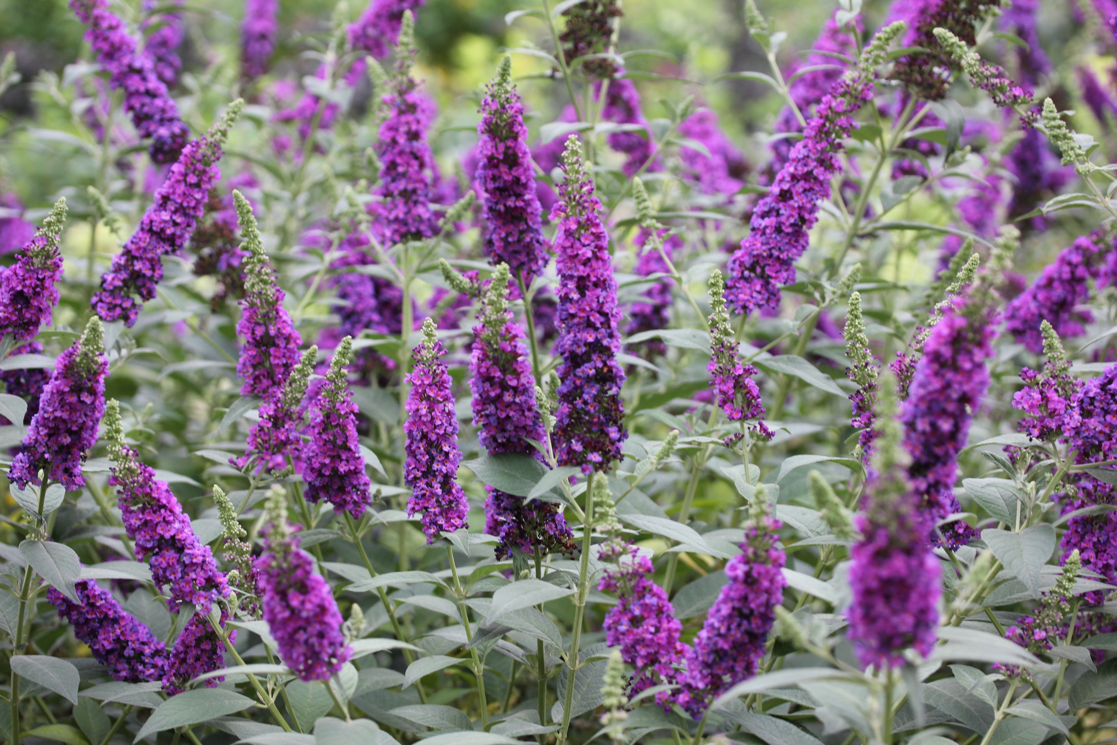 Miss Violet Butterfly bush attracts many kinds of butterflies and moths