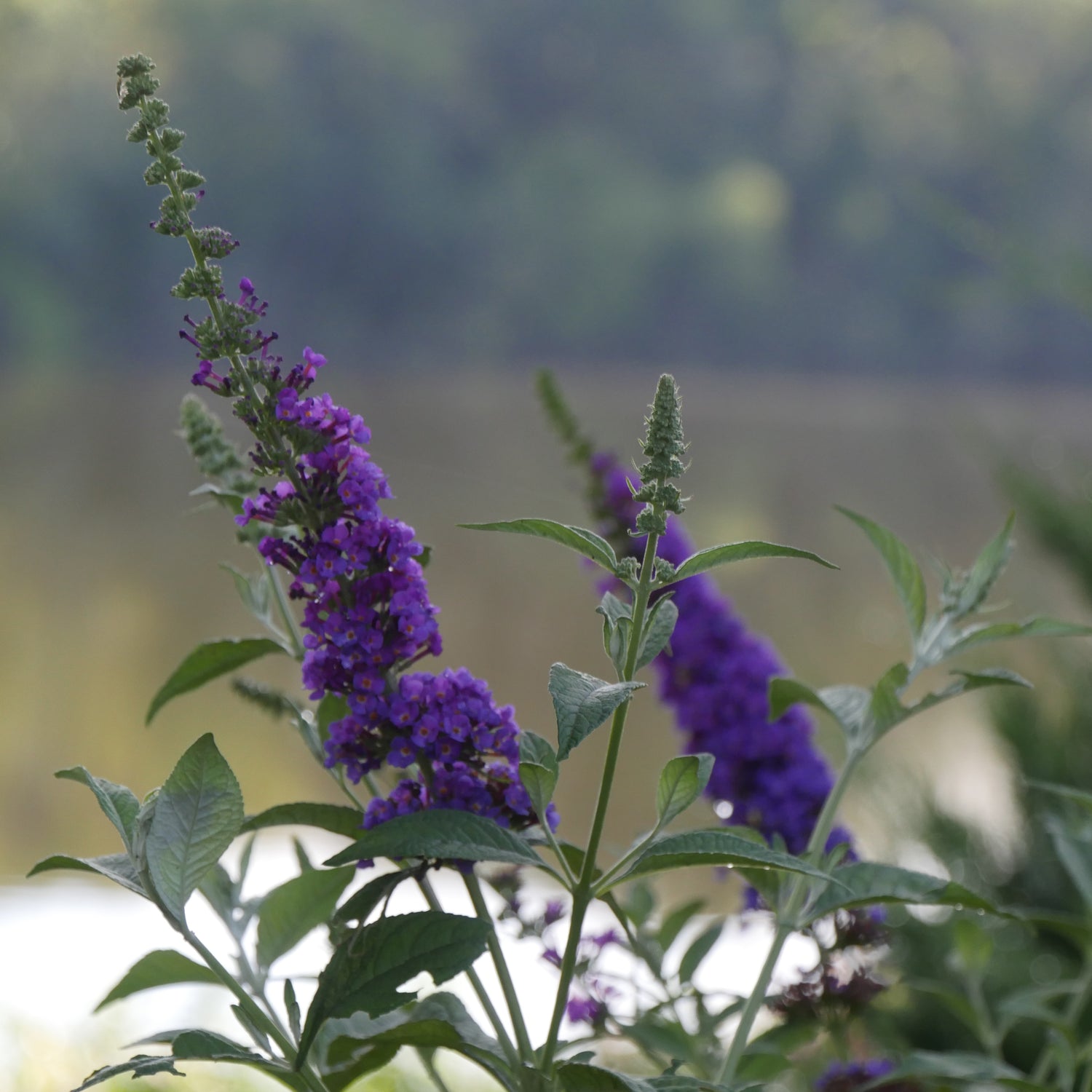 Buddleia Miss Violet has bright purple flower spikes