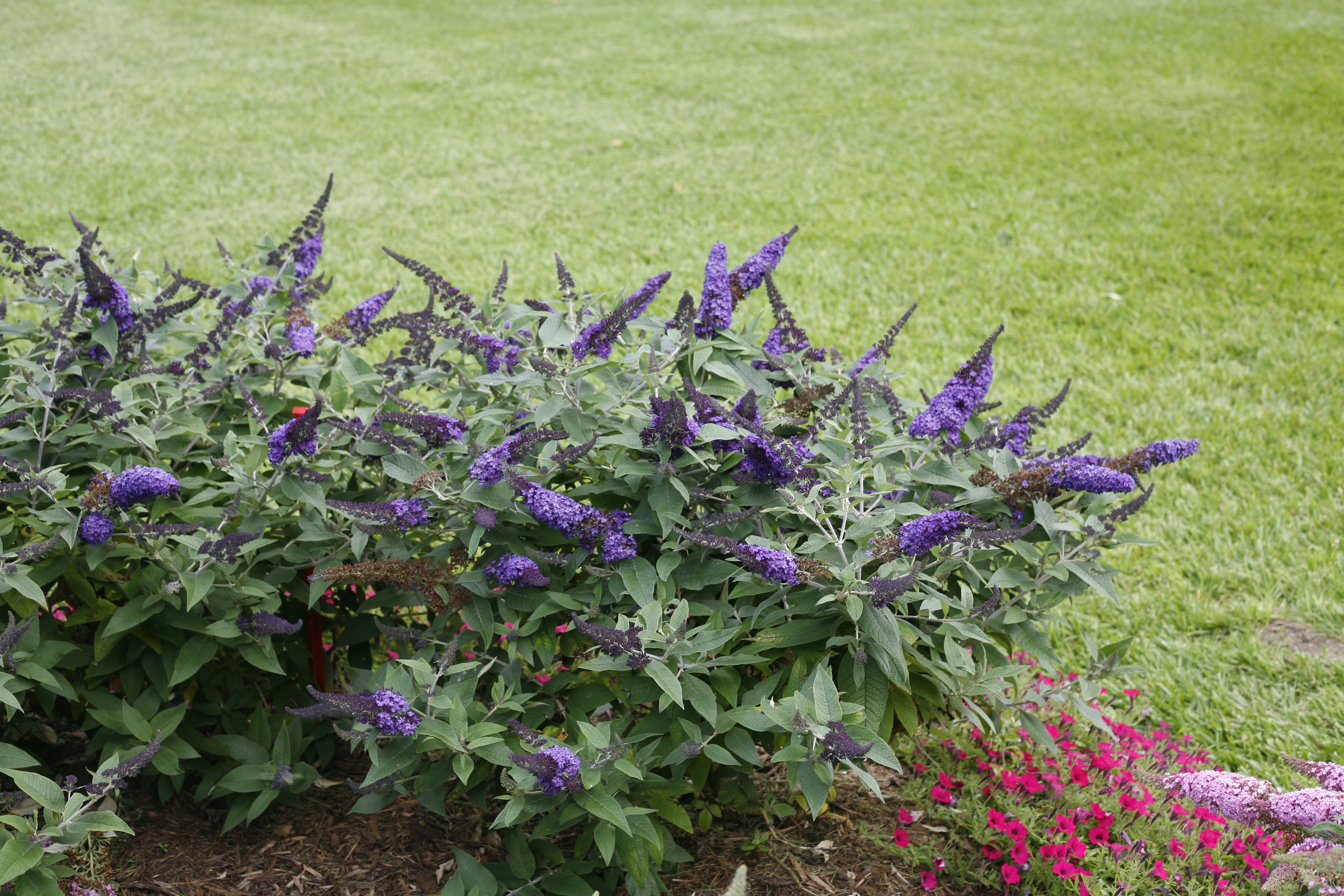 Buddleia Pugster Blue flowers are powerfully fragrant