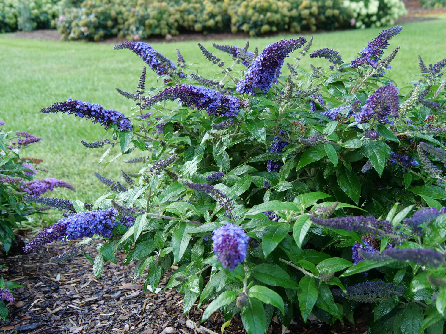 Buddleia Pugster Blue attracts adult butterflies and hummingbird moths