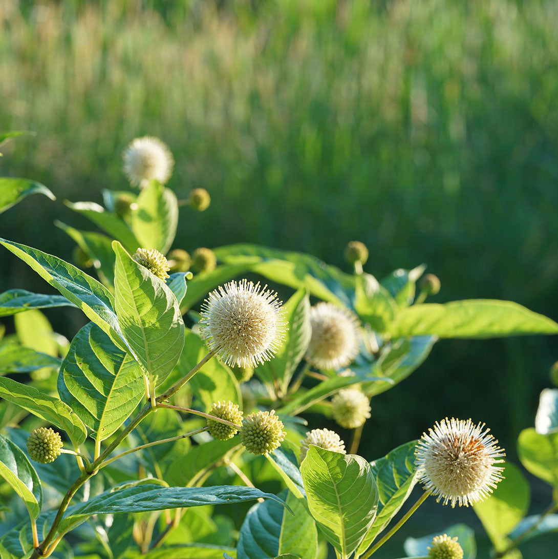 Buttonbush has white globular flowers