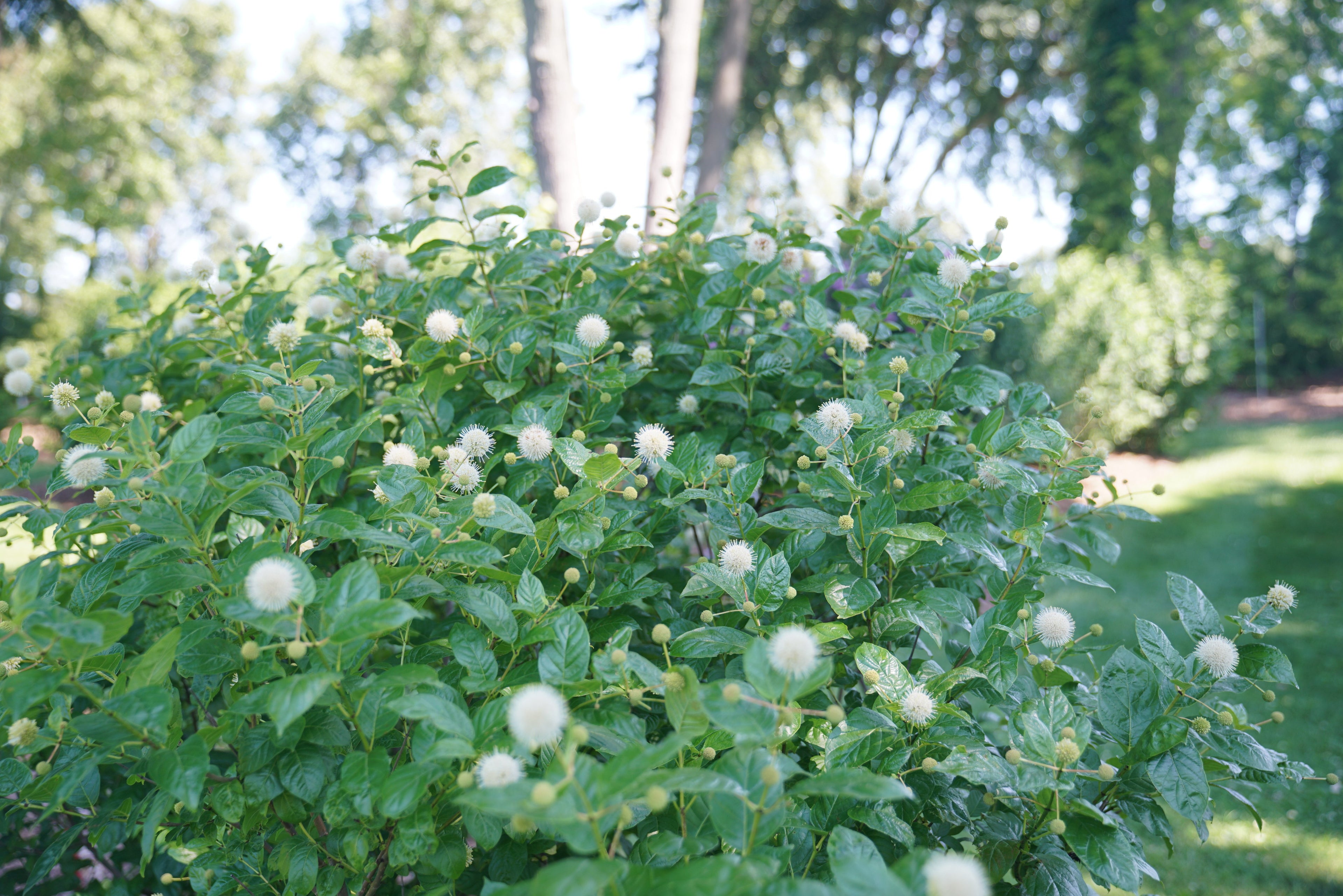 A specimen of Sugar Shack buttonbush in bloom in a landscape