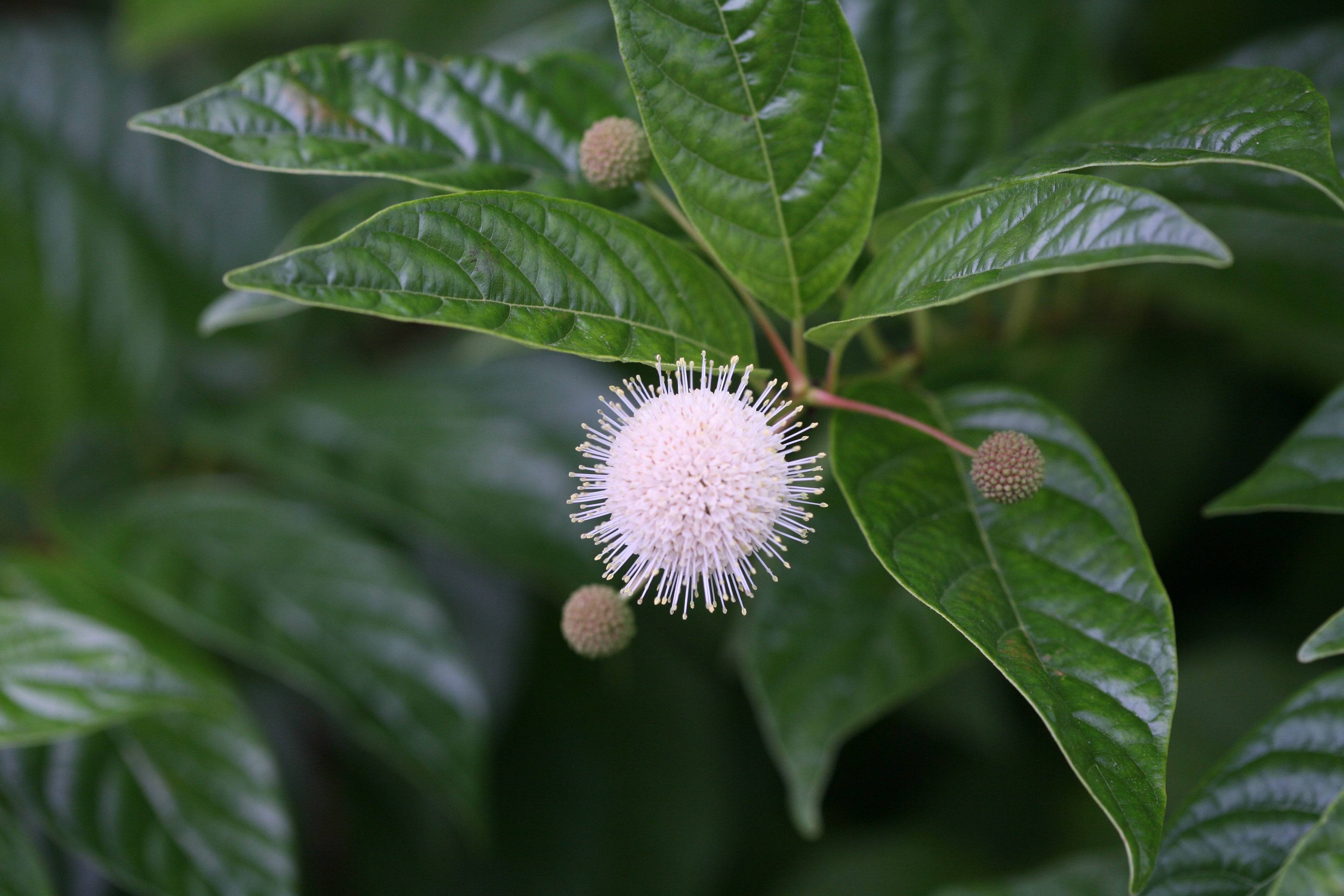 closeup of the unique, fragrant white flowers of Sugar Shack cephalanthus