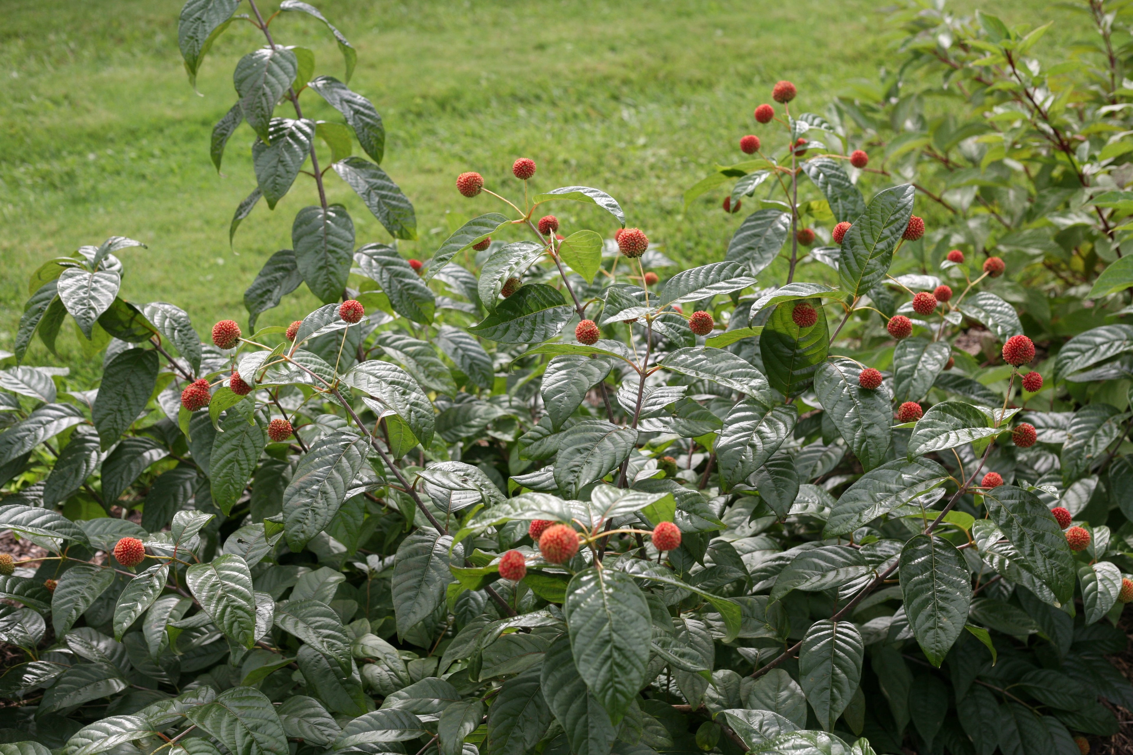 The red fruit of Sugar Shack buttonbush