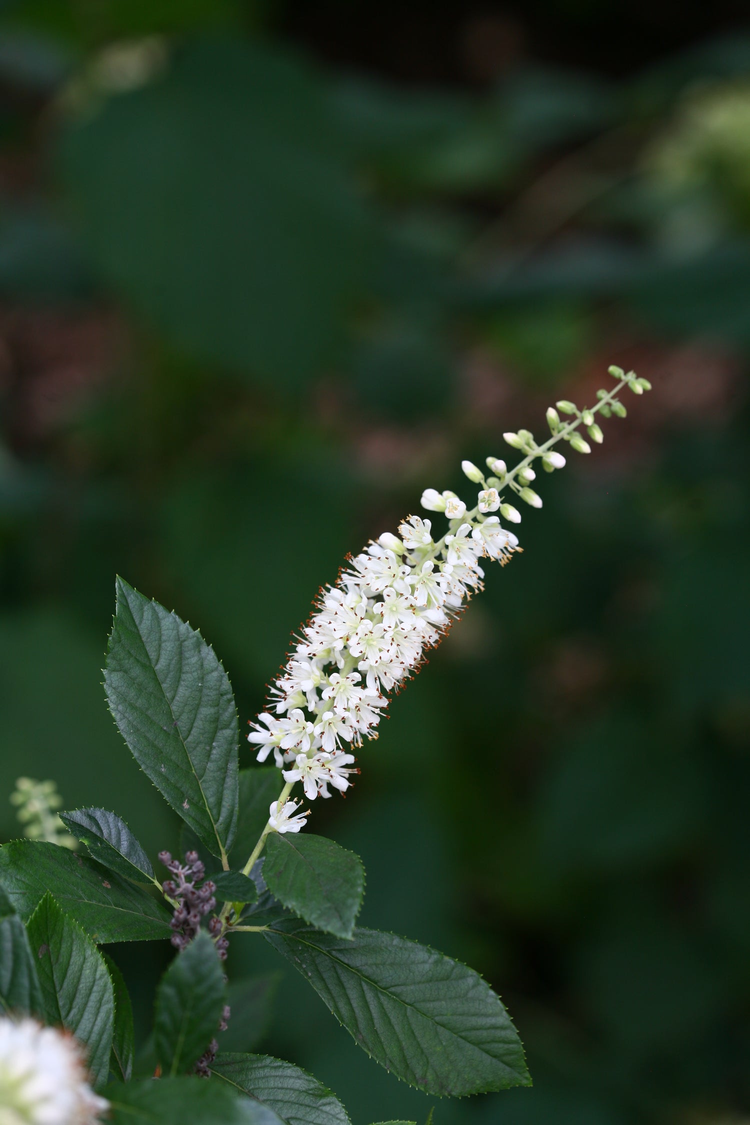 Closeup of Clethra Sugartina Crystalina flower