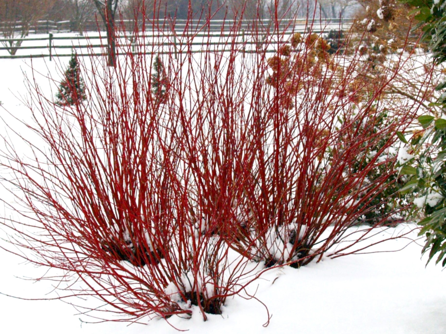 Cornus Arctic Fire® - Red-Twig Dogwood – ButterflyBushes.com