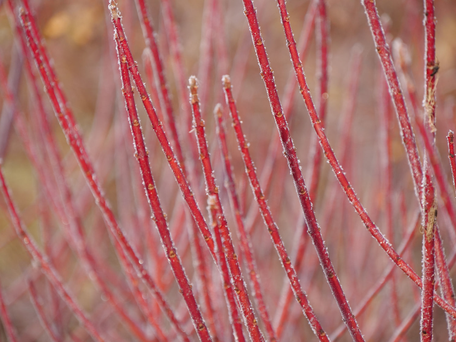 The stems of Arctic Fire red twig dogwood coated in shimmering frost
