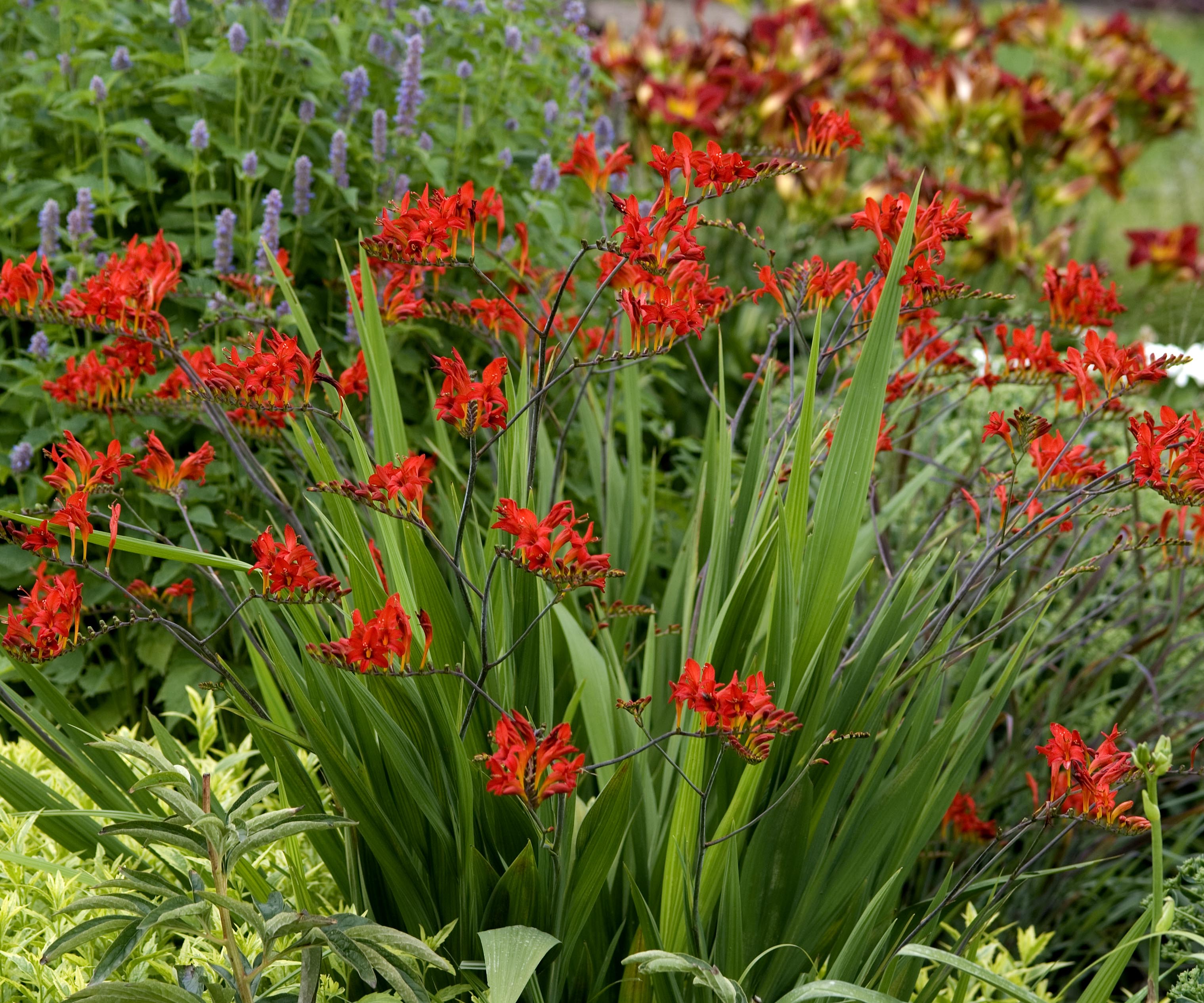 Lucifer crocosmia planted with Blue Fortune agastache