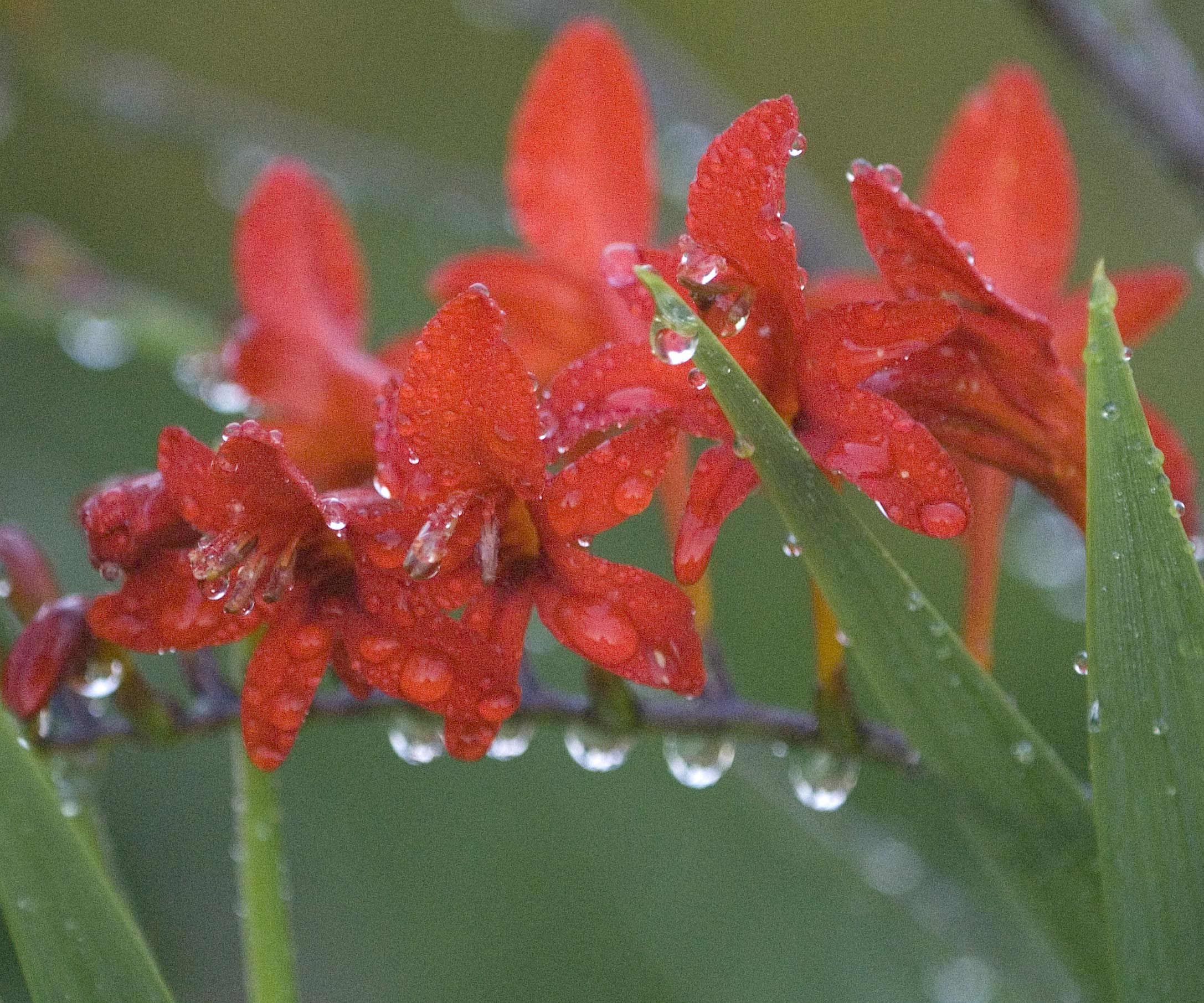 Closeup of the red flowers of Lucifer crocosmia