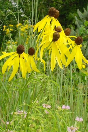 Prairie Coneflower attracting butterflies, bees and beetles in the garden.