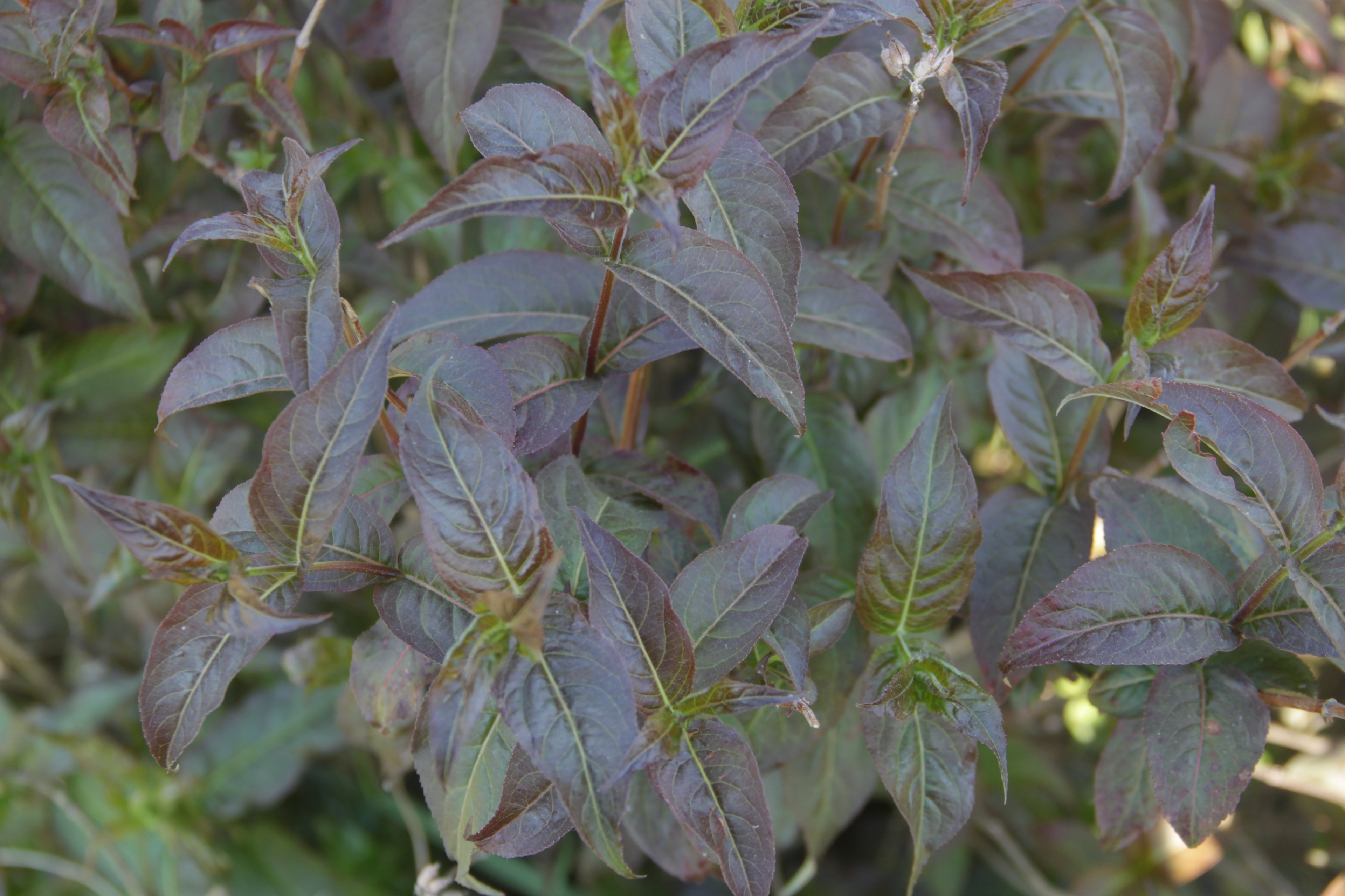 The purple-black foliage of Kodiak Black diervilla, showing its neat opposite arrangement