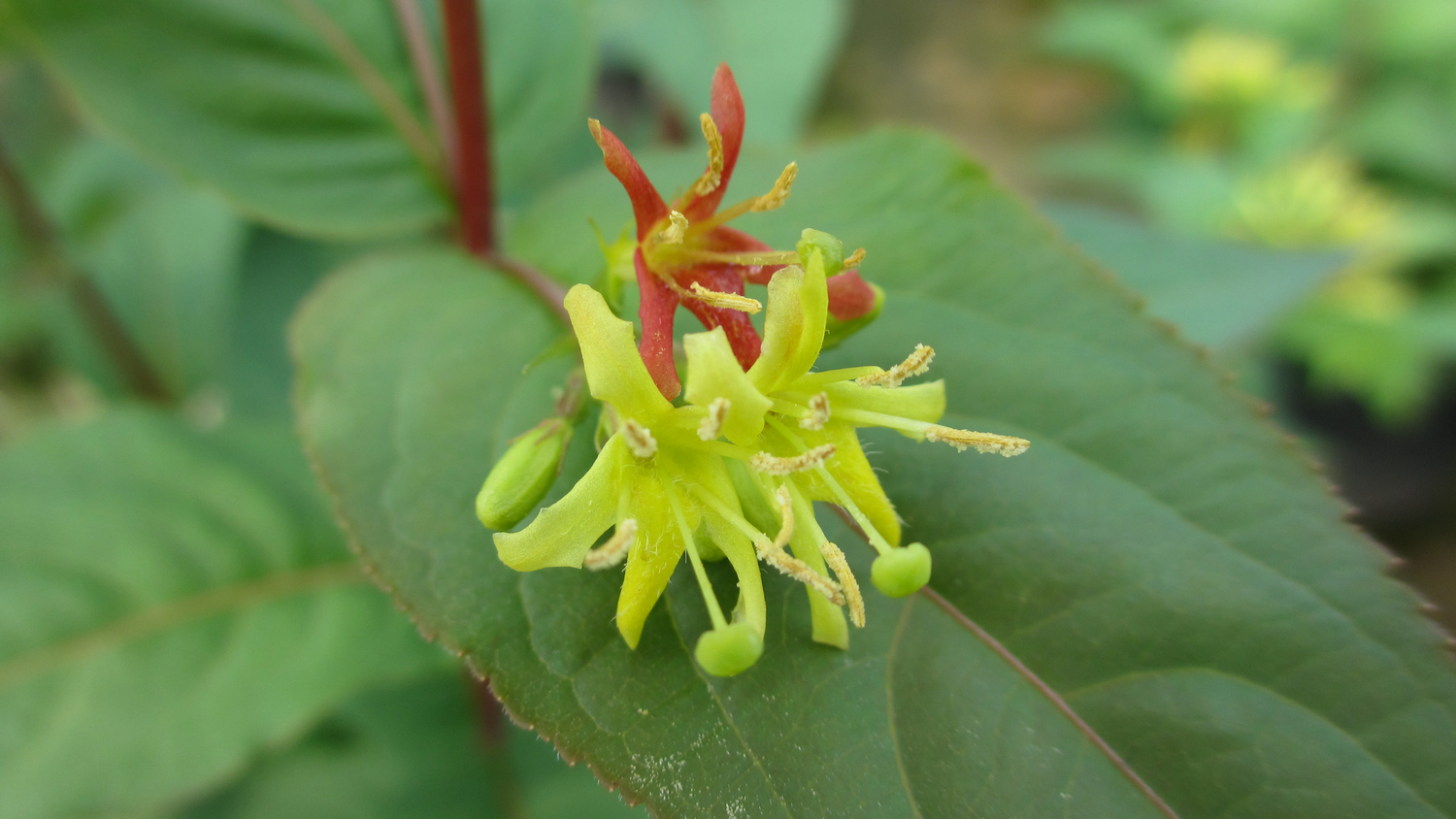 Closeup of Diervilla Kodiak Red with  yellow flowers