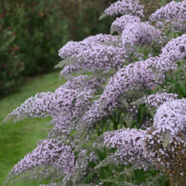 Grand Cascade Butterfly Bush has sweet honey nectar that pollinators love. 