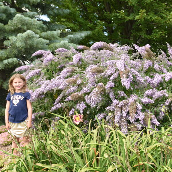 Grand Cascade Butterfly Bush has giant flower panicles that cascade downward like a willow tree.