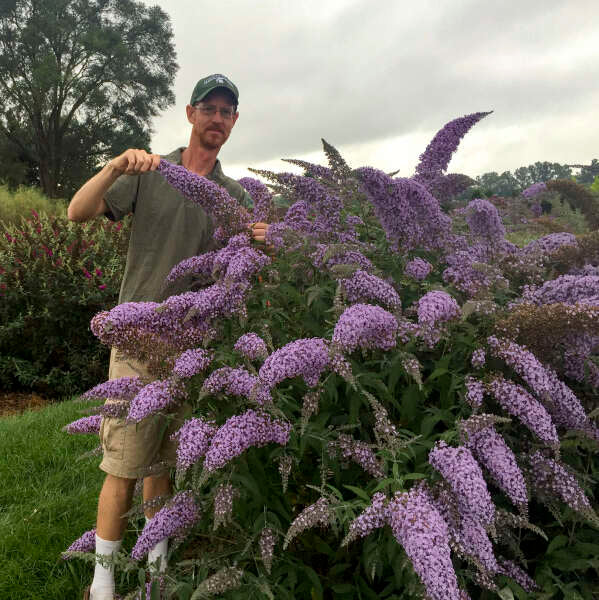 Grand Cascade Butterfly Bush has giant flower panicles that cascade downward like a willow tree.