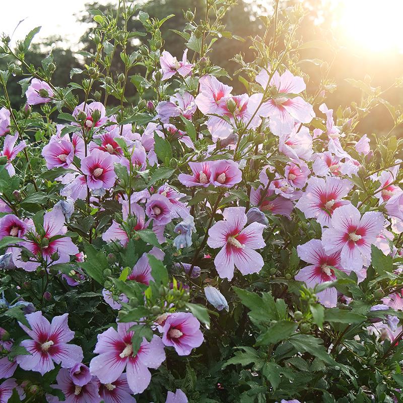 Hibiscus Orchid Satin Rose of Sharon shrub with pretty pink blooms in late summer. 