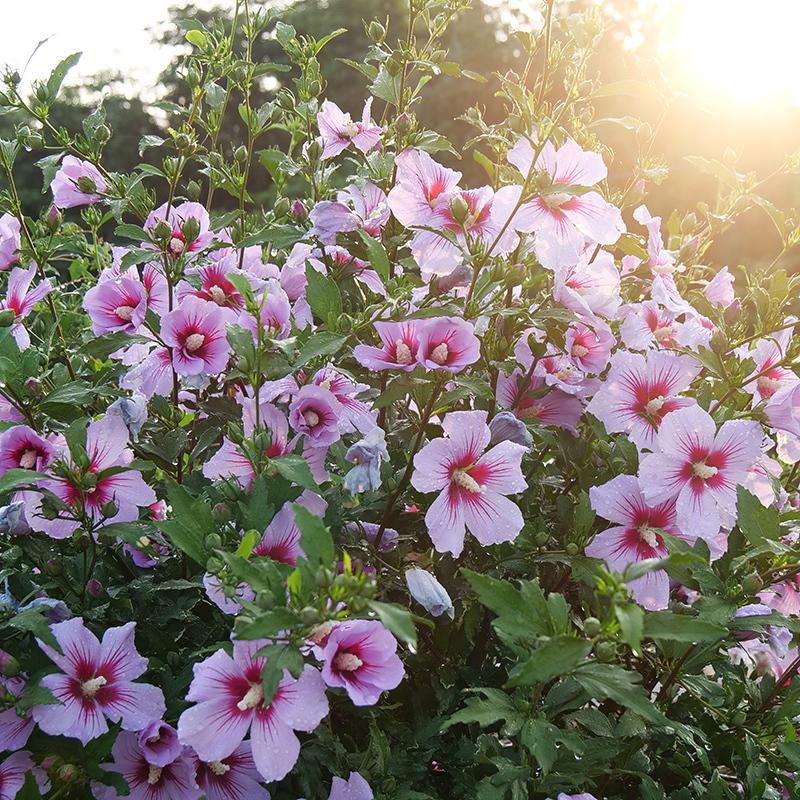 Hibiscus Orchid Satin Rose of Sharon shrub with pretty pink blooms in late summer.