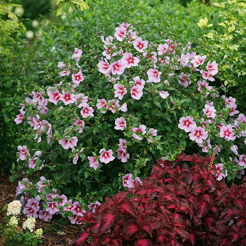 Hibiscus Orchid Satin Rose of Sharon shrub in the garden.