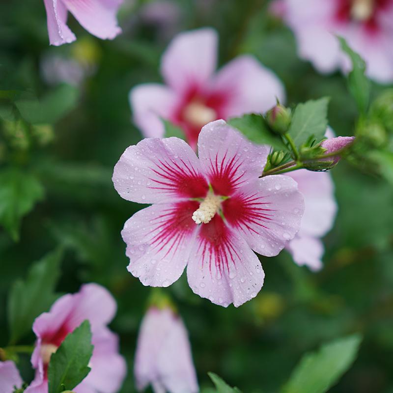 Hibiscus Orchid Satin Rose of Sharon with massive flowers that pollinators find irresistible.