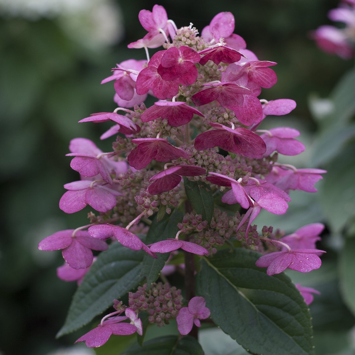 Hydrangea Quick Fire with dark pink foliage in the fall.