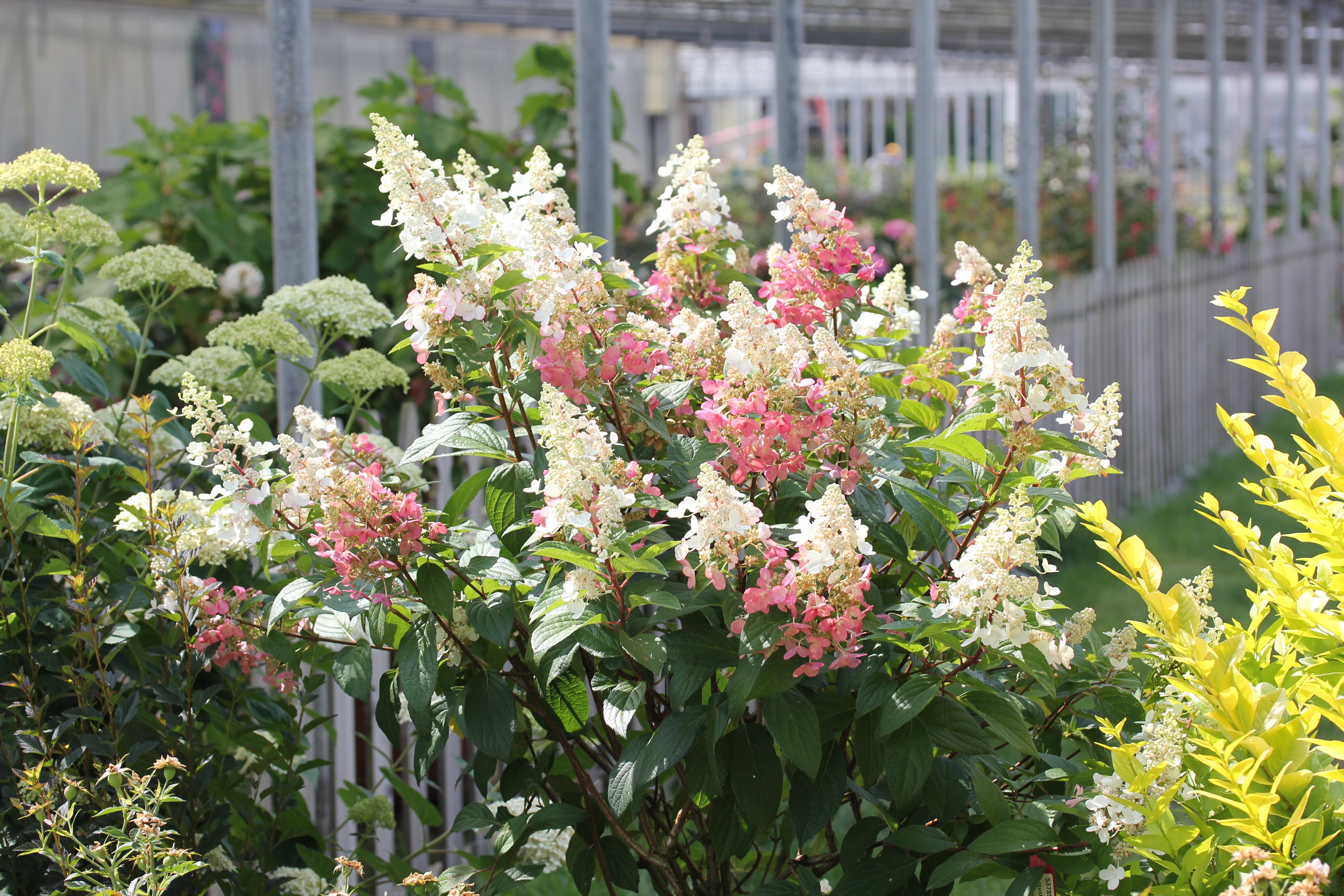 Pinky Winky Panicle Hydrangea with soft white and pink flowers in the garden.