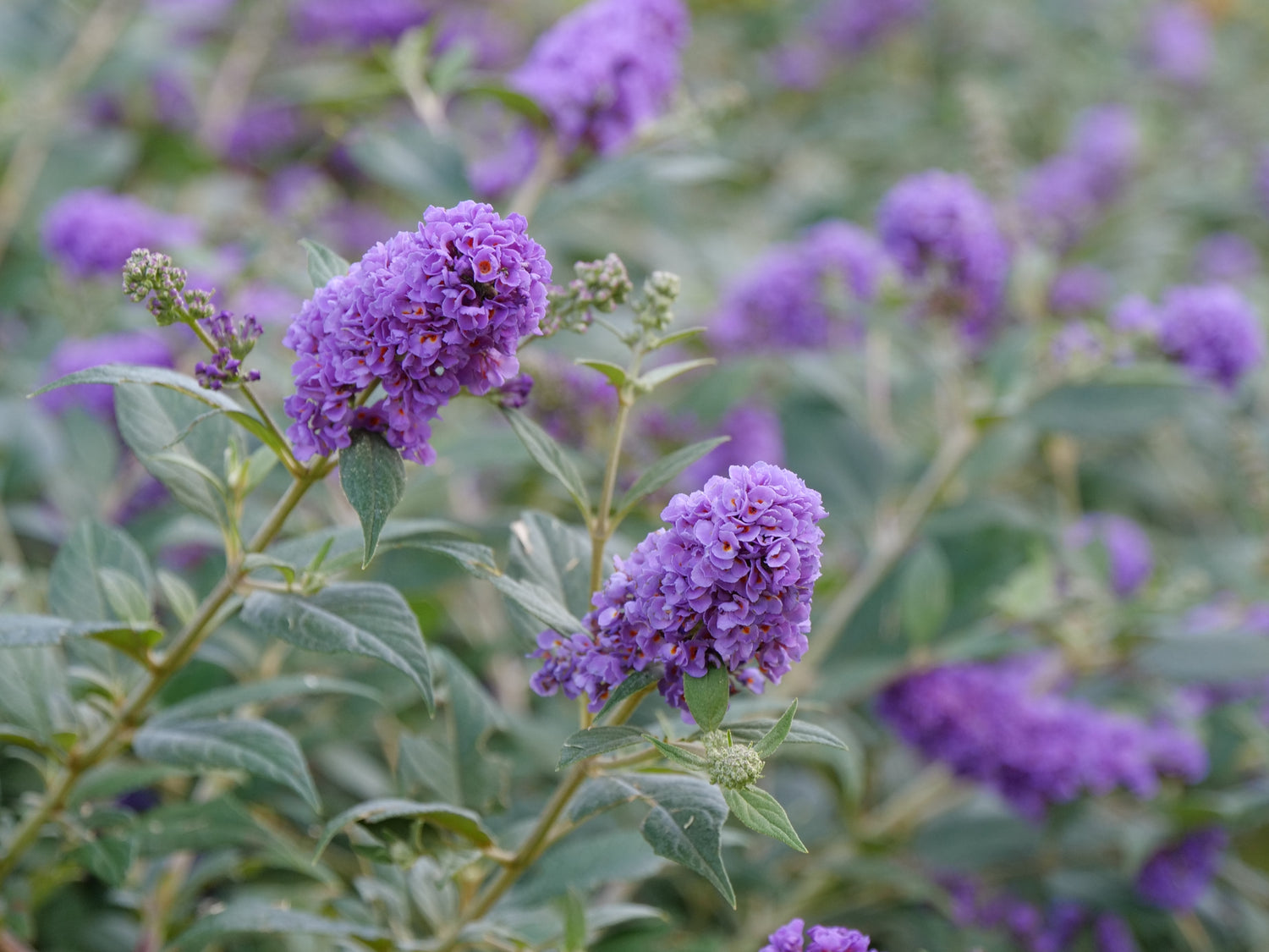 Closeup of the purple blue flower spikes of Lo and Behold Blue Chip butterfly bush