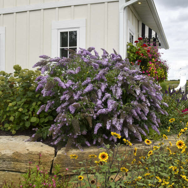 purple butterfly bush in full bloom with yellow flowers in the foreground