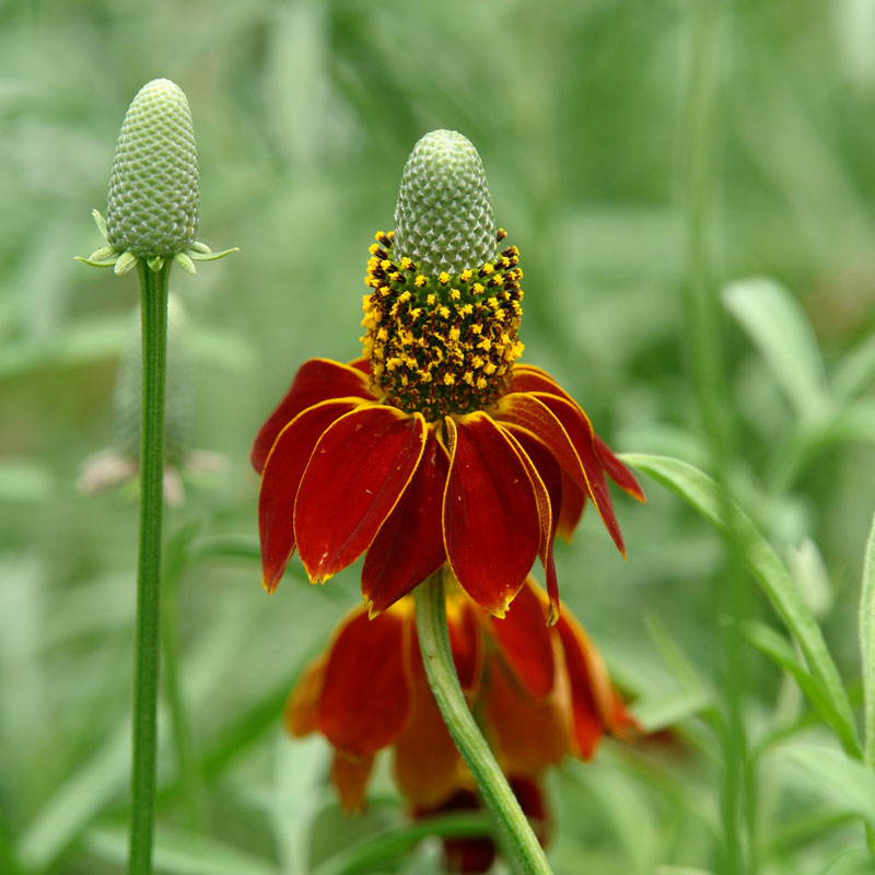 Red Midget Prairie Coneflower with prominent cone bloom in late summer.