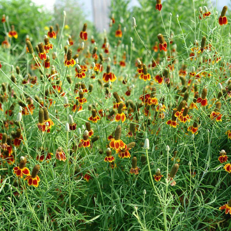 Red midget prairie coneflower is loved by pollinators