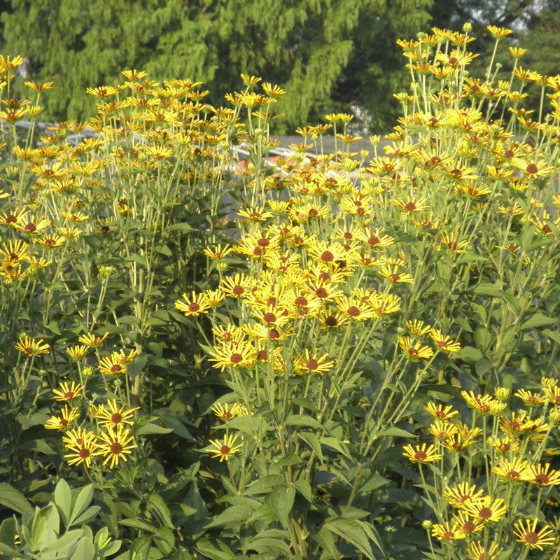 Henry Eilers Sweet Coneflowers with unique blooms that attract bees, butterflies and other pollinators.